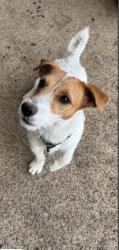 Found/Stray Male Dog last seen Richardson TX, Richardson, TX 75083