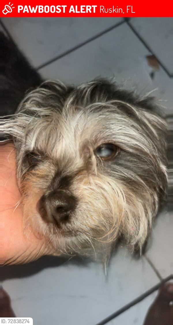 Lost Female Dog last seen Oaks point street, Ruskin, FL 33570