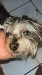 Lost Female Dog last seen Oaks point street, Ruskin, FL 33570