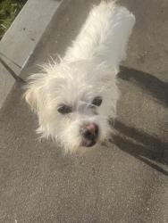 Found/Stray Female Dog last seen Lang Ave, Sacramento, CA 95822