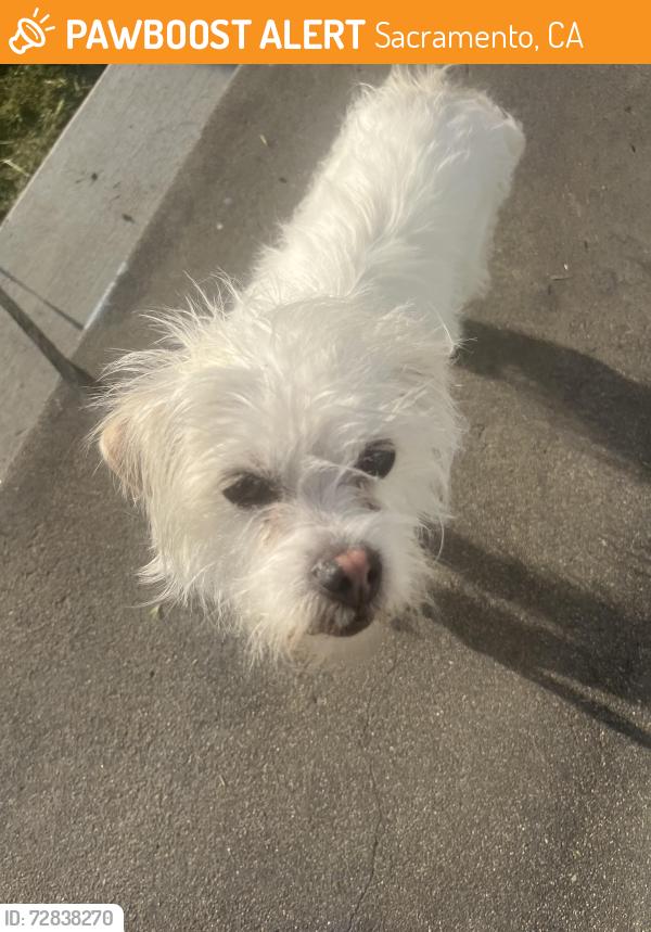 Found/Stray Female Dog last seen Lang Ave, Sacramento, CA 95822