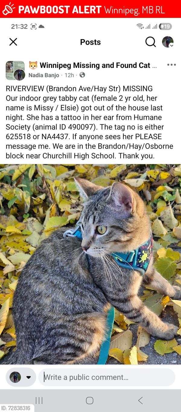 Lost Female Cat last seen Brandon Avenue / Osborne, Winnipeg, MB R3L
