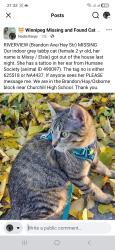 Lost Female Cat last seen Brandon Avenue / Osborne, Winnipeg, MB R3L