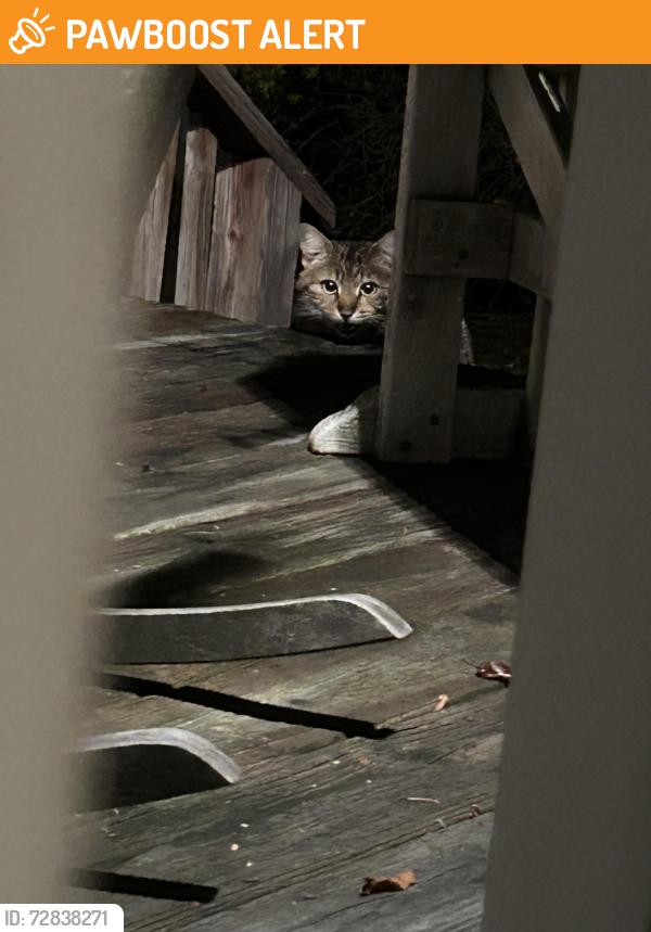 Found/Stray Unknown Cat last seen John Swanezy rd near Commonwealth Ave., North Attleborough, MA 02763