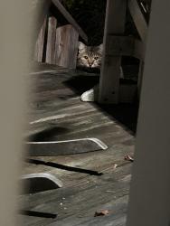 Found/Stray Unknown Cat last seen John Swanezy rd near Commonwealth Ave., North Attleborough, MA 02763