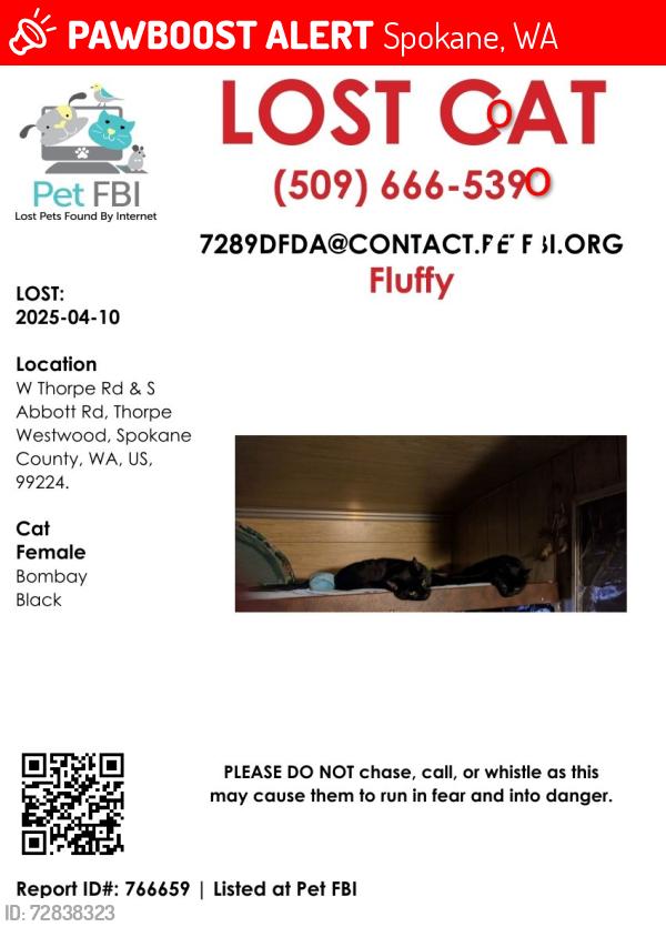 Lost Female Cat last seen South Thorpe road, Spokane, WA 99224