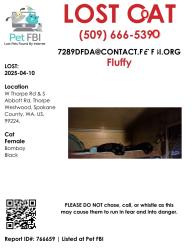 Lost Female Cat last seen South Thorpe road, Spokane, WA 99224
