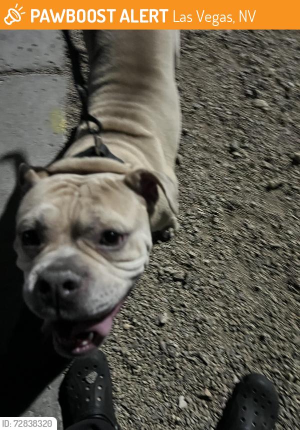 Found/Stray Female Dog last seen Durango & Starboard, Las Vegas, NV 89117