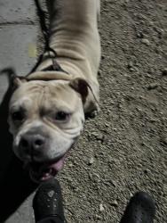 Found/Stray Female Dog last seen Durango & Starboard, Las Vegas, NV 89117