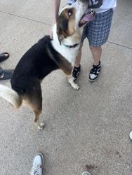Found/Stray Male Dog last seen Shady shore ln Crowley tx, Crowley, TX 76036