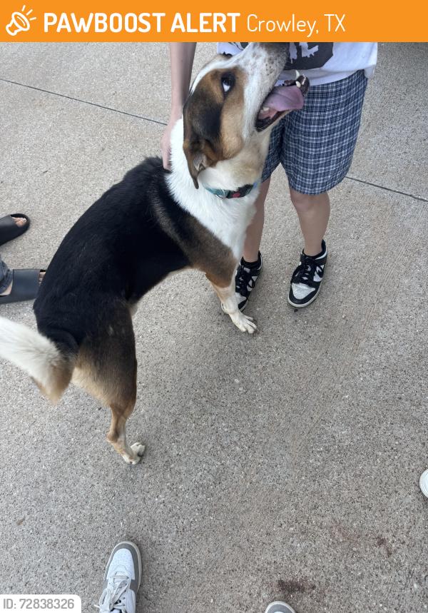 Found/Stray Male Dog last seen Shady shore ln Crowley tx, Crowley, TX 76036
