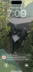 Lost Male Cat last seen Near Puckett rd Kansas city ks , Kansas City, KS 66103