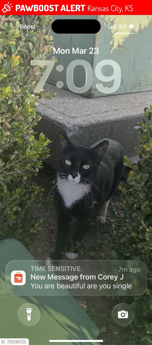 Lost Male Cat last seen Near Puckett rd Kansas city ks , Kansas City, KS 66103