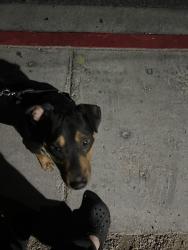 Found/Stray Male Dog last seen Durango & Starboard , Las Vegas, NV 89117