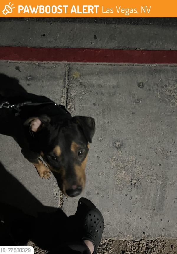Found/Stray Male Dog last seen Durango & Starboard , Las Vegas, NV 89117