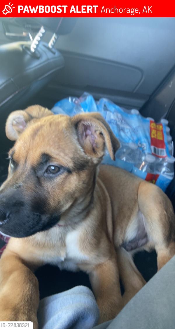 Lost Male Dog last seen West 35th Avenue, Anchorage, AK 99517
