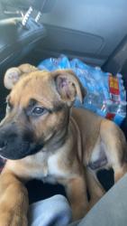 Lost Male Dog last seen West 35th Avenue, Anchorage, AK 99517