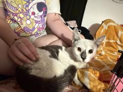 Found/Stray Unknown Cat last seen Dykes and pines blvd, Pembroke Pines, FL 33027
