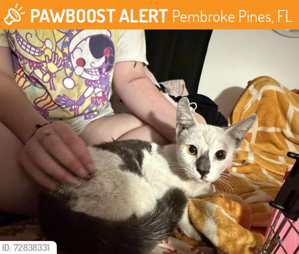 Found/Stray Unknown Cat last seen Dykes and pines blvd, Pembroke Pines, FL 33027