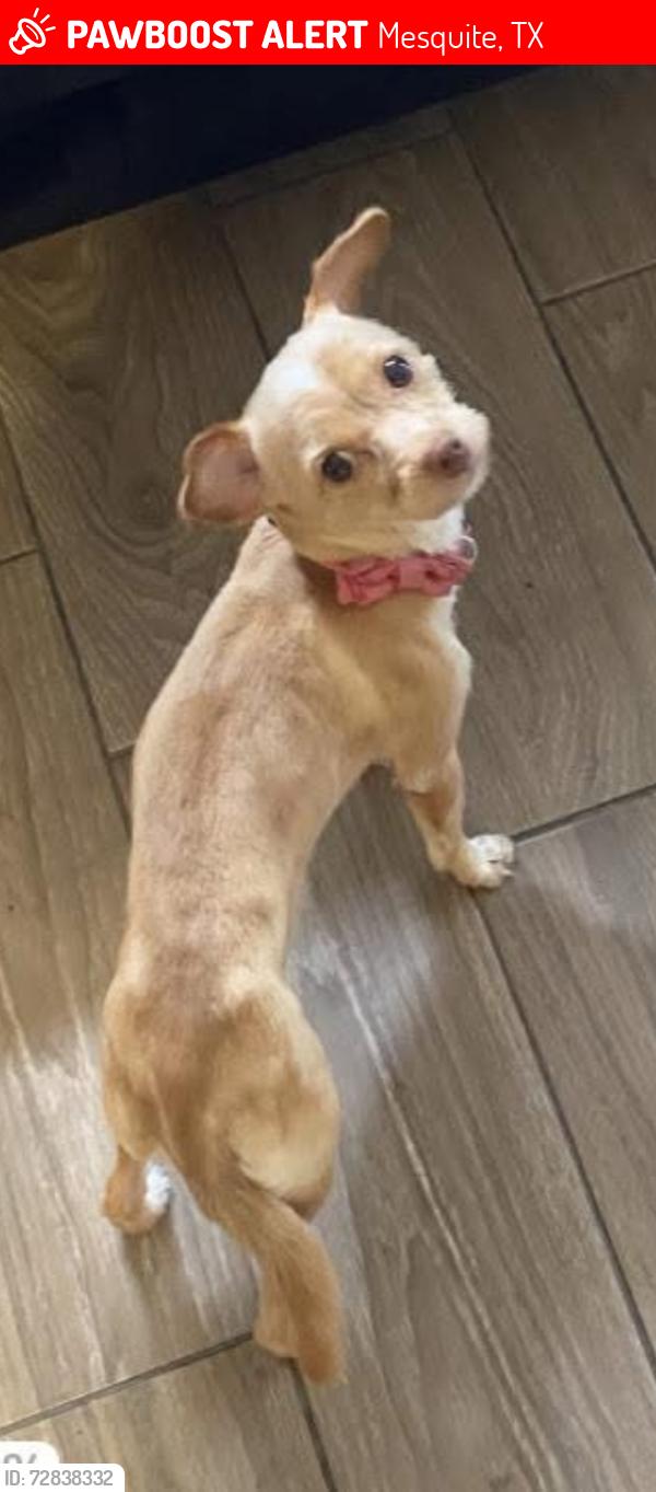 Lost Female Dog last seen daniel creek st mesquite texas , Mesquite, TX 75181