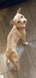 Lost Female Dog last seen daniel creek st mesquite texas , Mesquite, TX 75181