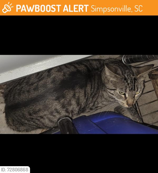 Found/Stray Unknown Cat last seen Near W Georgia Rd, Simpsonville, SC 29680, Simpsonville, SC 29680