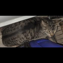 Found/Stray Unknown Cat last seen Near W Georgia Rd, Simpsonville, SC 29680, Simpsonville, SC 29680