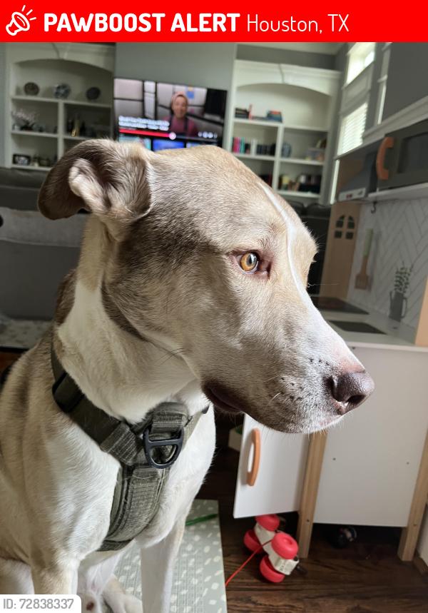 Lost Male Dog last seen Millies kitchen , Houston, TX 77018