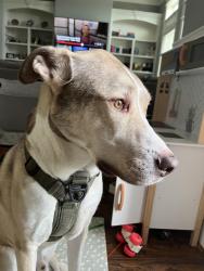 Lost Male Dog last seen Millies kitchen , Houston, TX 77018