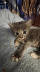 Shelter Stray Female Cat last seen Near I ST # 2, SACRAMENTO, CA 95811, City of Sacramento, CA, Sacramento, CA 95828