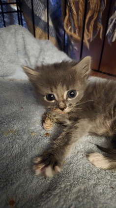 Shelter Stray Female Cat last seen Near I ST # 2, SACRAMENTO, CA 95811, City of Sacramento, CA, Sacramento, CA 95828