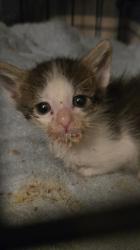 Shelter Stray Male Cat last seen Near I ST # 2, SACRAMENTO, CA 95811, City of Sacramento, CA, Sacramento, CA 95828