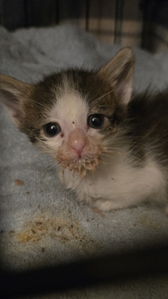Shelter Stray Male Cat last seen Near I ST # 2, SACRAMENTO, CA 95811, City of Sacramento, CA, Sacramento, CA 95828
