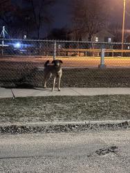 Found/Stray Unknown Dog last seen Powers and Magnus, Winnipeg, MB R2W 4P5