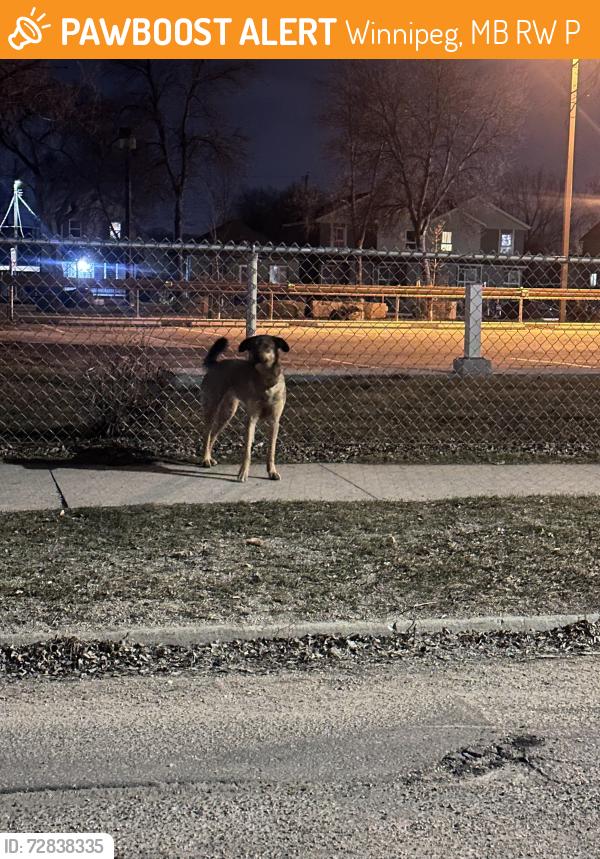 Found/Stray Unknown Dog last seen Powers and Magnus, Winnipeg, MB R2W 4P5