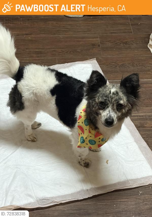 Found/Stray Female Dog last seen Main st and seventh st , Hesperia, CA 92340