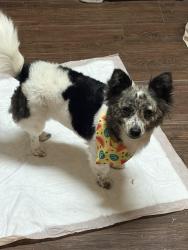 Found/Stray Female Dog last seen Main st and seventh st , Hesperia, CA 92340