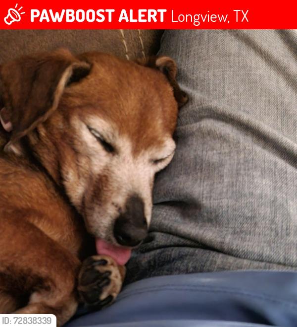 Lost Female Dog last seen Near farmview Cricle longview texas, Longview, TX 75602