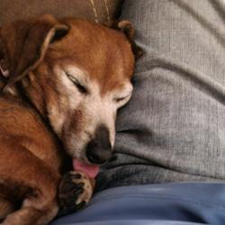 Lost Female Dog last seen Near farmview Cricle longview texas, Longview, TX 75602