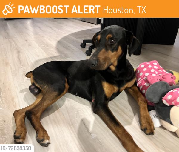 Found/Stray Male Dog last seen Irvington , Houston, TX 77022