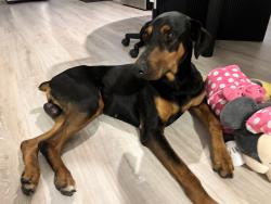 Found/Stray Male Dog last seen Irvington , Houston, TX 77022