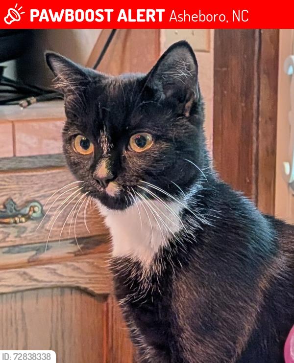 Lost Female Cat last seen Canterbury Trl & Briarcliff Dr near Eastside Fire Dept. , Asheboro, NC 27205