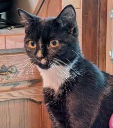 Lost Female Cat last seen Canterbury Trl & Briarcliff Dr near Eastside Fire Dept. , Asheboro, NC 27205