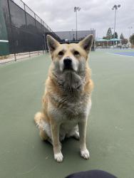 Lost Female Dog last seen Pioneer & cedarvale, Norwalk, CA 90650