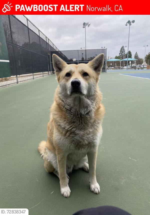 Lost Female Dog last seen Pioneer & cedarvale, Norwalk, CA 90650