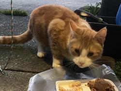 Found/Stray Unknown Cat last seen Crest Theater Area, Shoreline, WA 98155