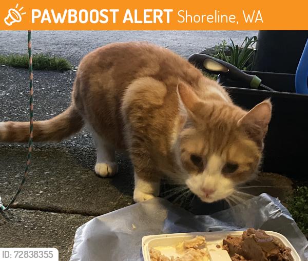 Found/Stray Unknown Cat last seen Crest Theater Area, Shoreline, WA 98155