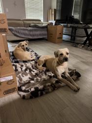 Found/Stray Female Dog last seen Apt The Cape, Tomball, TX 77375