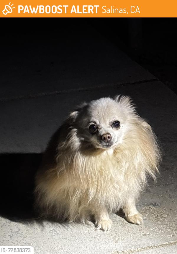 Found/Stray Unknown Dog last seen Oscar Loya Elementary School, Salinas, CA 93901