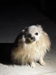 Found/Stray Unknown Dog last seen Oscar Loya Elementary School, Salinas, CA 93901